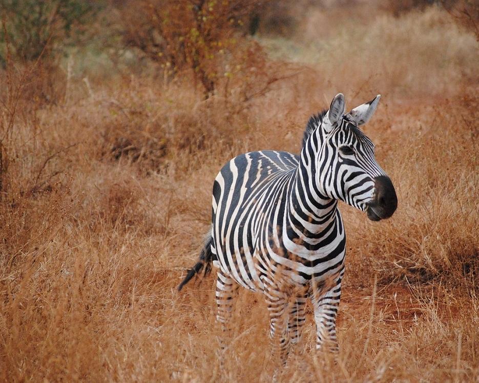 Kenia - Severin Tsavo Safari