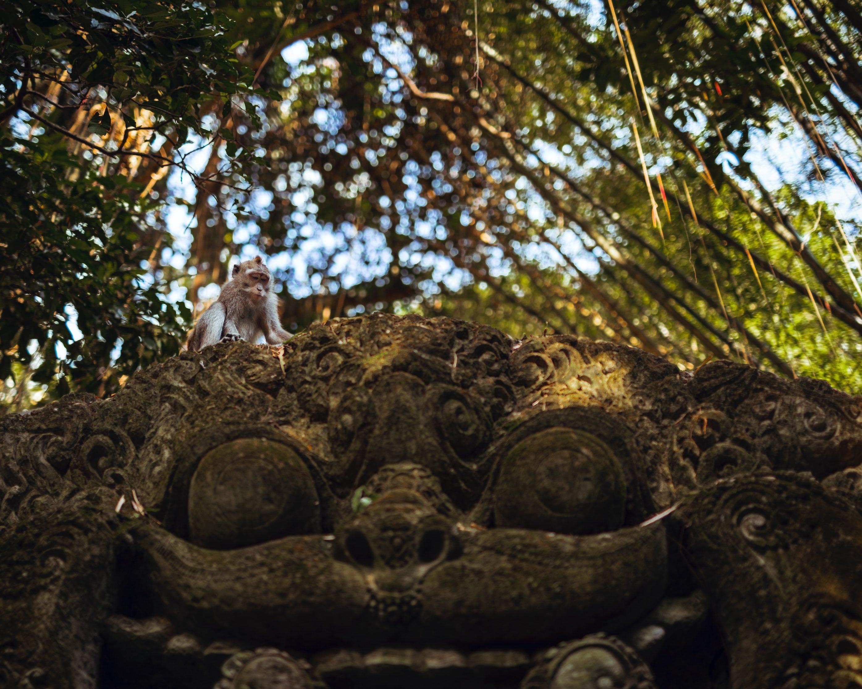 Best of Ubud with Jungle Swing