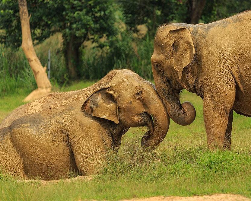 Elephant Hills Regenwald Natur Safari (3 Nächte ab/ bis Phuket )