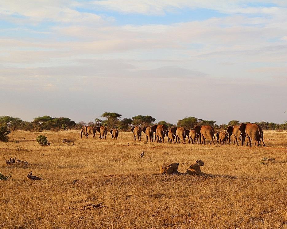 Kenia - Severin Tsavo Safari