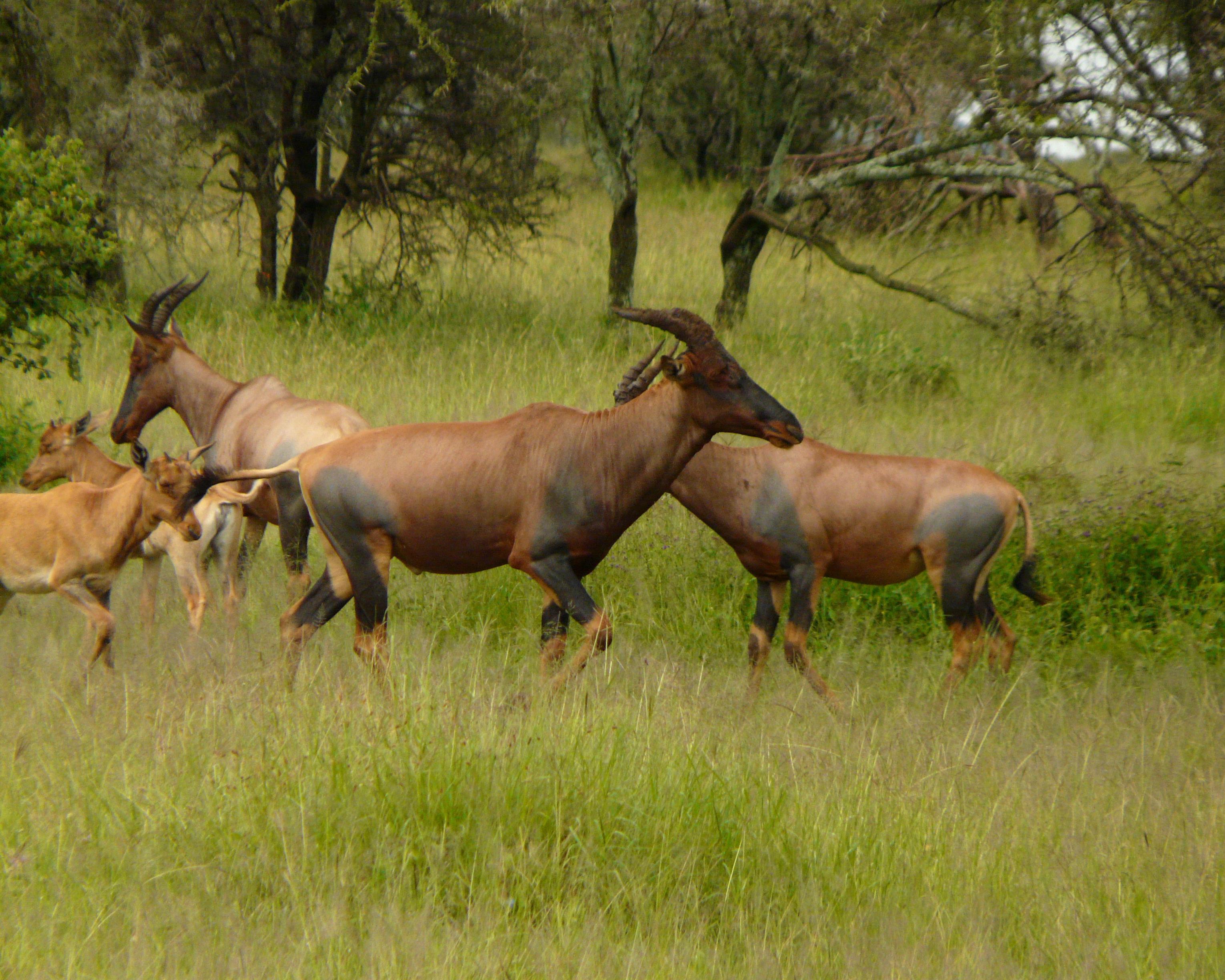 Seronera (Serengeti)
