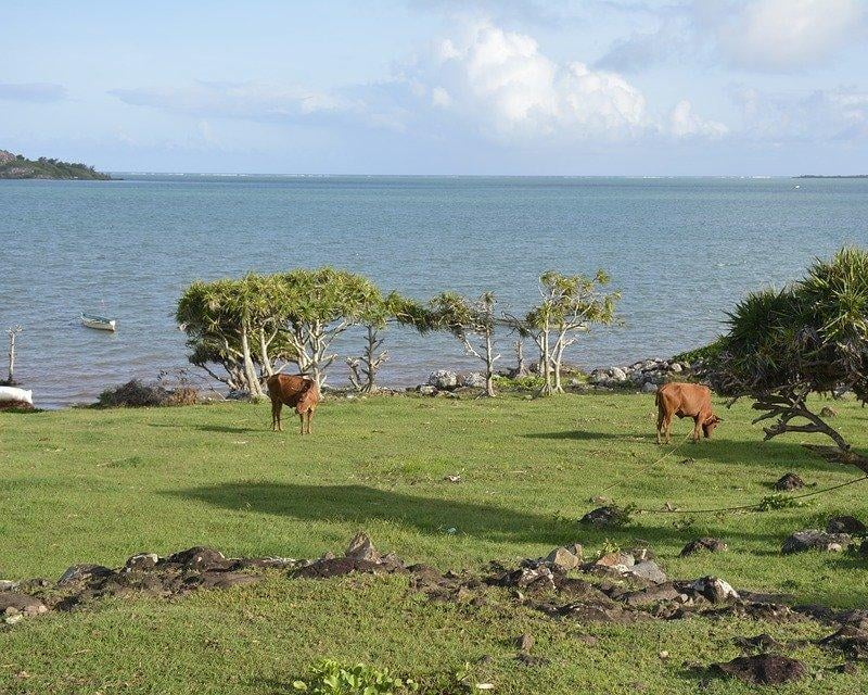 Insel Rodrigues